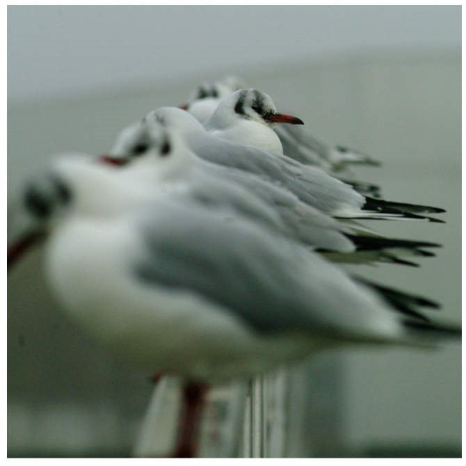 Mouettes